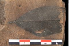 Foto (Detailansicht) von Xylomites rhamni aizoonis Ettingshausen (NHMW-GEO-2024-0188-0065)
